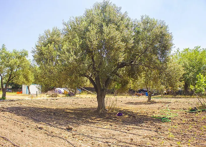 Sokakagzi * Ayvacik (Canakkale)